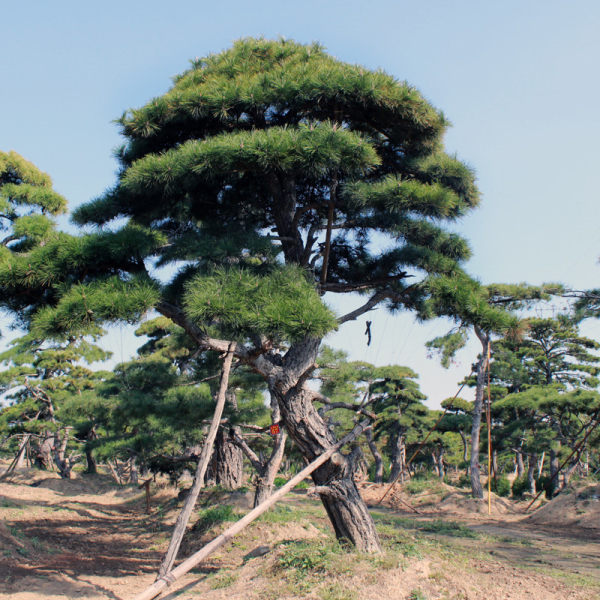 造型油松