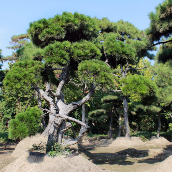 造型油松