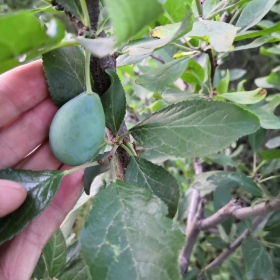 女神西梅苗價格，山東西梅苗批發(fā) 栽植當年結(jié)果