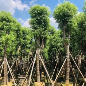 沭阳本地苗 香樟 原生冠  移植香樟价格 图片