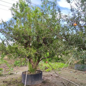 直销 果实榴 花石榴 丛生花石榴  独杆石榴  沭阳基地价格