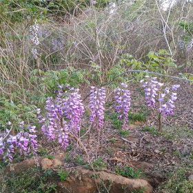 沭阳紫藤基地 紫藤小苗 紫藤价格多少钱一株