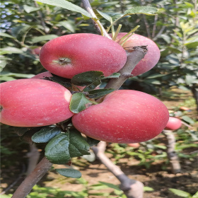 三公分秦脆苹果树 苹果树苗3公分价格 当年结果苹果树