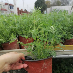 草花工程苗木批发基地出售美女樱杯苗