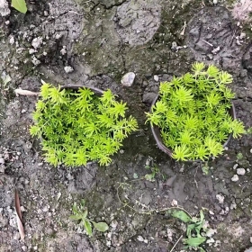 佛甲草批发基地供应价格