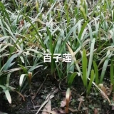 四川水生植物批发基地供应