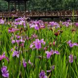 花叶玉蝉花、花菖蒲、紫花鸢尾、东北鸢尾、玉蝉花