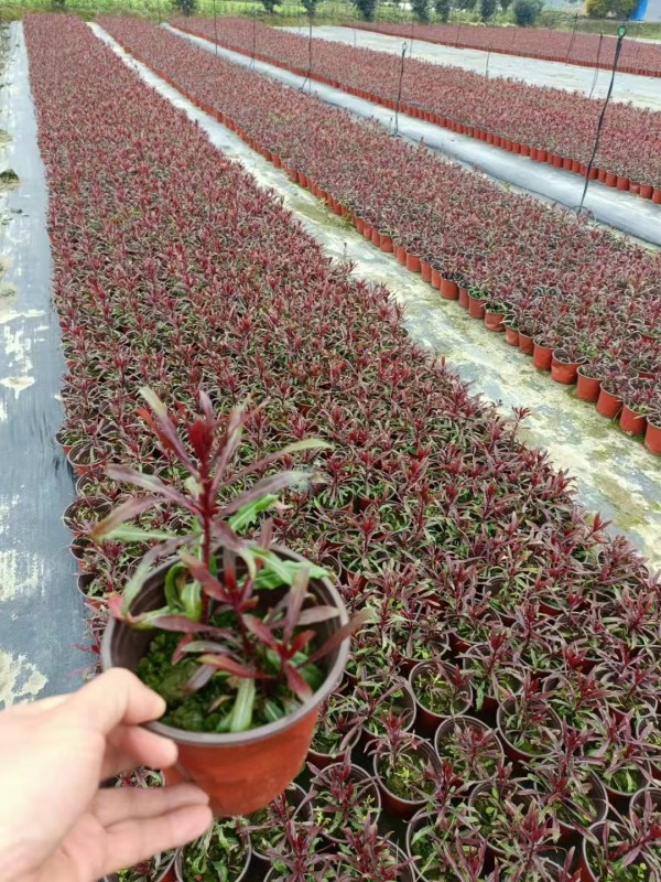 紫葉千鳥花