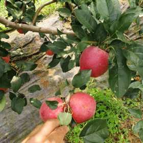 山東魯麗蘋果苗哪里有賣的，山東魯麗蘋果苗批發(fā)多少錢