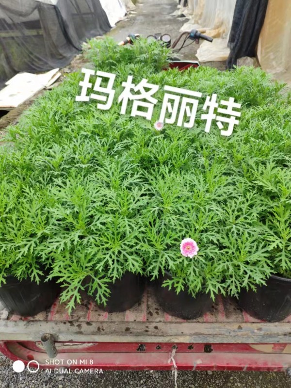 瑪格麗特