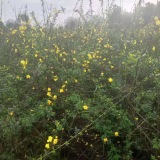 迎春花迎春价格迎春基地迎春产地迎春照片