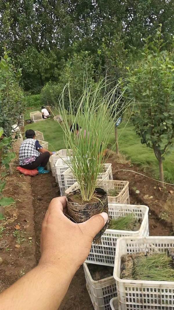 野牛草