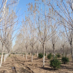 速生白蜡出售 规格10-18公分白蜡树3年冠