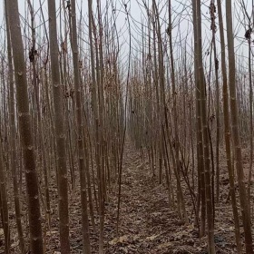 泡桐价格泡桐基地泡桐产地泡桐图片