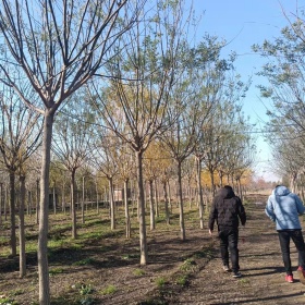 行道树/乔木国槐专业规范苗圃种植