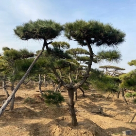 造型黑松  造型黑松基地  造型黑松價格