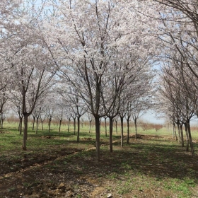 染井吉野 染井吉野價格 染井吉野基地