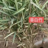 菲白竹 菲白竹价格  菲白竹基地