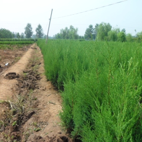 蜀桧价格蜀桧图片蜀桧基地蜀桧产地