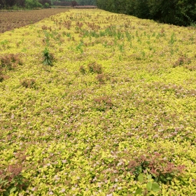 金焰绣线菊价格金焰绣线菊图片金焰绣线菊基地