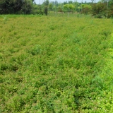 青葉繡線菊價格青葉繡線菊圖片青葉繡線菊基地