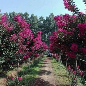 美国紫薇价格美国紫薇图片美国紫薇基地美国紫薇基地