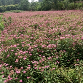 青叶绣线菊 青叶绣线菊价格 青叶绣线菊基地