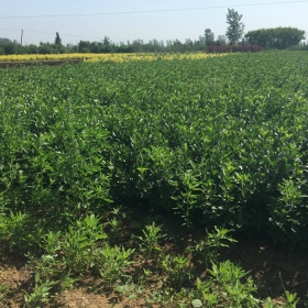 胶东卫矛价格胶东卫矛图片胶东卫矛基地胶东卫矛产地