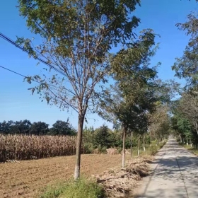 香花槐价格香花槐图片香花槐基地香花槐产地