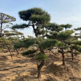 造型黑松价格造型黑松图片造型黑松基地造型黑松产地