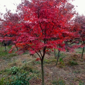 紅楓價(jià)格紅楓圖片紅楓基地紅楓產(chǎn)地