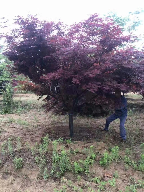 日本紅楓