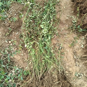 小叶扶芳藤 小叶扶芳藤价格  小叶扶芳藤基地