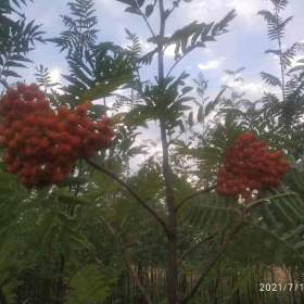 甘肃平凉崆峒区欧洲花楸树苗