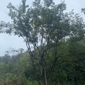 丛生朴树 丛生朴树基地  丛生朴树价格