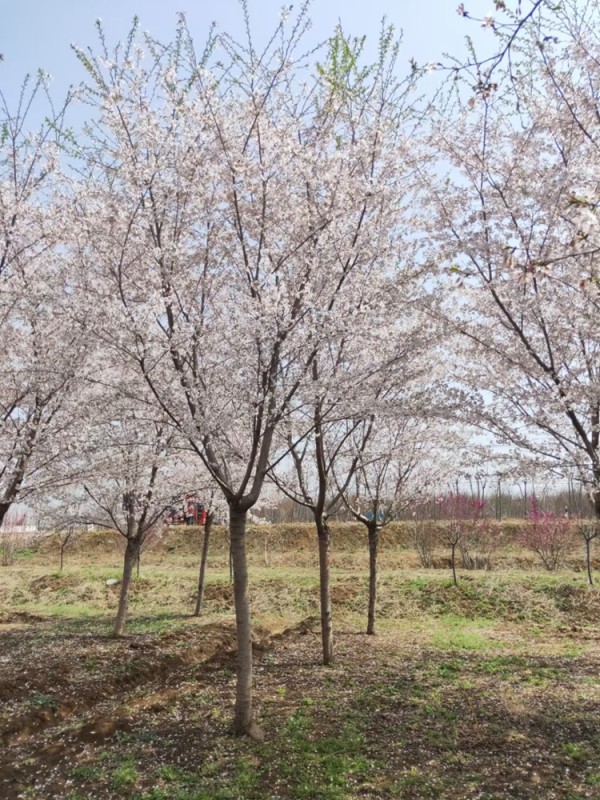 染井吉野