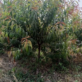 紫叶碧桃价格紫叶碧桃图片紫叶碧桃基地紫叶碧桃产地