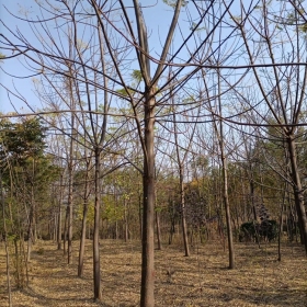 苦楝价格苦楝图片苦楝基地苦楝产地