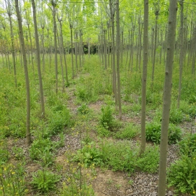 速生白蜡价格速生白蜡图片速生白蜡基地速生白蜡产地