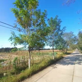 红花槐 红花槐基地 红花槐价格