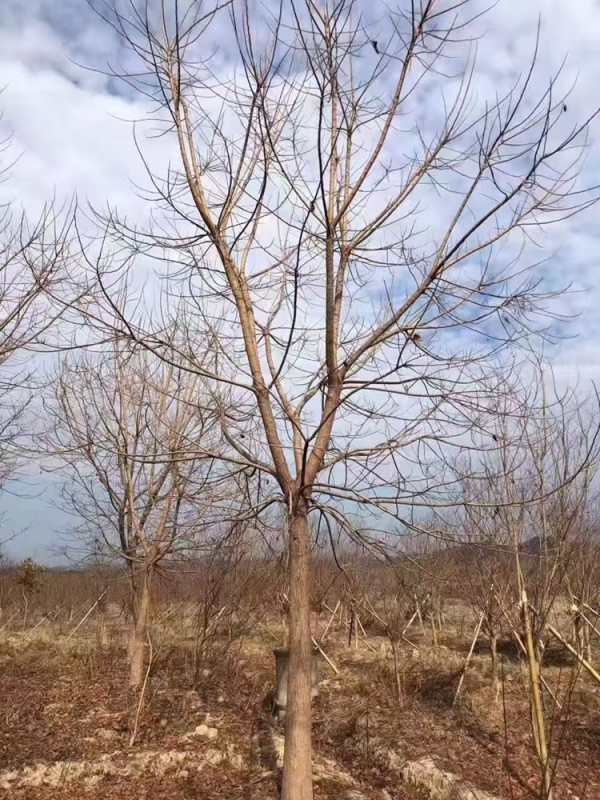 重阳木