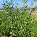 大量批發(fā)供應(yīng)梔子花 小葉梔子花 大葉梔子花 規(guī)格齊全