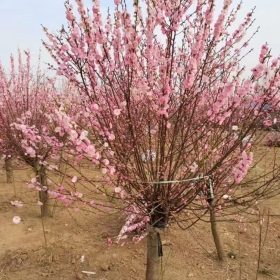 绿化苗木榆叶梅 榆叶梅基地