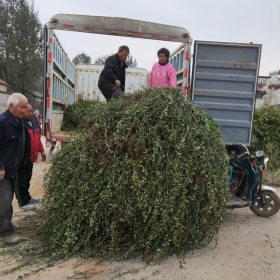 绿化苗木小叶扶芳藤 小叶扶芳藤基地