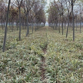 绿化苗木基地金边麦冬草