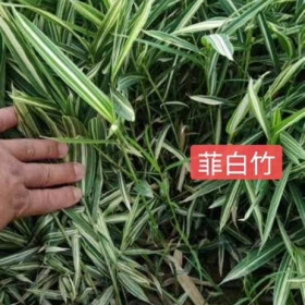 菲白竹 菲白竹基地 菲白竹价格