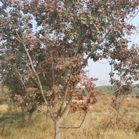 紅櫨 紅櫨基地  紅櫨價格