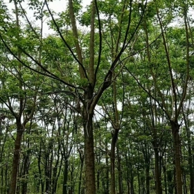 大量供應重陽木