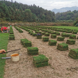 綠化草皮基地，馬尼拉草皮價(jià)格，廣東綠化草皮，湖南草皮種植