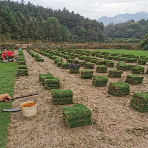 湖南绿化草皮基地